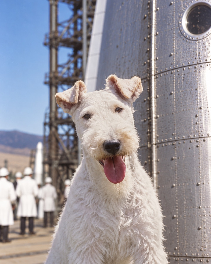 Colour portrait of Snowy, a white wire fox terrier, tongue out, before a riveted metal hull with a porthole and a launch gantry, staff in white coats and helmets behind