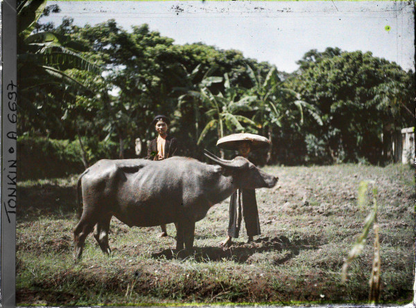 Autochrome of water buffalo with young guardian in Tonkin Indochina